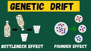 Genetic Drift Bottleneck vs Founder Effect Explained [upl. by Iives540]