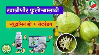 पेरू पिकावरील फुलोऱ्यात अविष्कार बदल । BEST TONIC FOR FLOWRING STAGE  PGR  ORGANIC  UNIPLANT [upl. by Michelina]