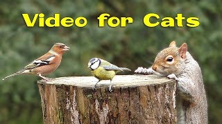 Videos for Cats and Dogs  8 Hours of Birds and Squirrel Fun ✅ [upl. by Sirronal]