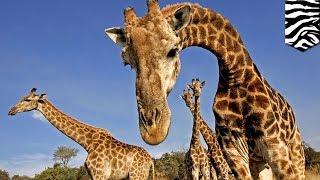 Giraffe extinction World’s tallest animal endangered says IUCN  TomoNews [upl. by Raval]