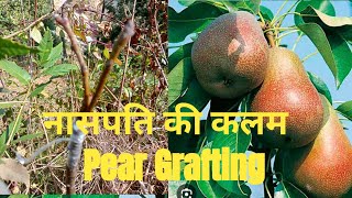 नासपति की कलम कैसे करें How to Pear Grafting Grafting हमर कुमाँऊGardeningTips gardeningtips [upl. by Garret]