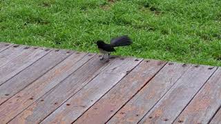 Willy wagtail angry How willy wagtail bird gets angry [upl. by Eynobe]