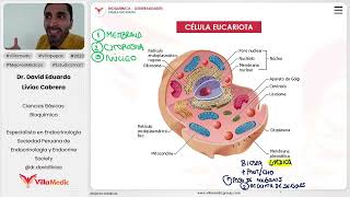 Generalidades  Célula eucariota [upl. by Zoubek]