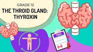 INTRO to THYROXIN  How the body regulates metabolism via TSH and Thyroxin [upl. by Eleynad14]