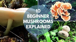 Mushroom Foraging for Beginners [upl. by Koffman413]