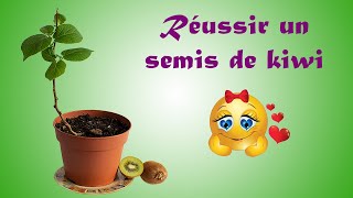 Mes semis de kiwi 2020 [upl. by Aihsenad851]