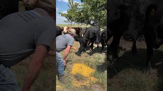 Cows Dont Like Pets But Hank Does BULL cows hank feed cattle [upl. by Leban]