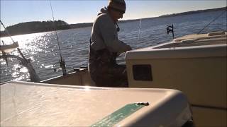 Lake Hartwell Striper fishing report [upl. by Gratt]