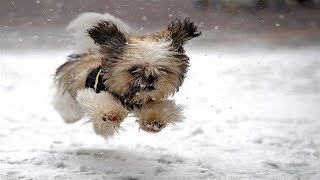 Puppies Discovering Snow For The First Time [upl. by Nahtaneoj]