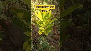 🌴खरपतवार नाशक का इस्तेमाल ईस तरह करो पौधे नही मरेंगे🌴sandalwood ytshorts facts farmer [upl. by Niall364]