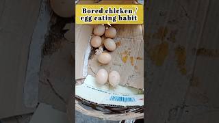 Chicken Eating Own Eggs [upl. by Eisler]