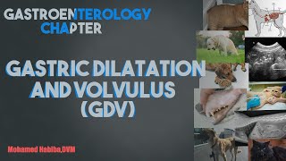 Gastric dilatation and volvulus GDV [upl. by Anyrak912]