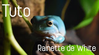 TUTO RAINETTE DE WHITE  Réussir lélevage dune Litoria [upl. by Kala]