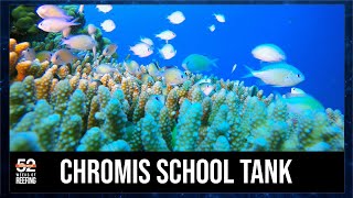 Week 3 Chromis School Tank  Nature’s Coordinated Dance  52SE [upl. by Adnicaj285]