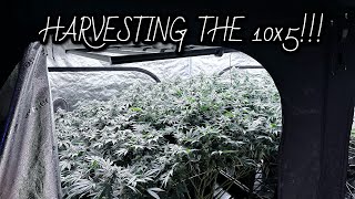 harvesting the 10x5 [upl. by Habas]