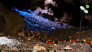 Coral snakes in the underground tree stump den [upl. by Nna501]