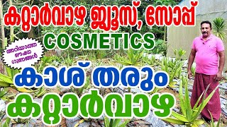 Aloe vera A Lucrative Cash Crop കറ്റാർവാഴ നട്ടാൽ ഗുണമേറെ malayalam aloevera [upl. by Euqnimod]