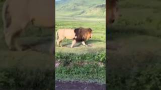 Crater giants lion ngorongorolions shorts animals beautiful biglion [upl. by Sy76]