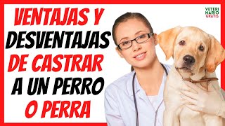 🚫VENTAJAS Y DESVENTAJAS DE CASTRAR A UN PERRO O A UNA PERRITA 🚫¿ES BUENO O MALO [upl. by Amsirhc281]