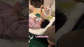 Si Oyen iri dengan adiknya yang minum susu kucinglucu viralvideo shorts funny [upl. by Swithin]