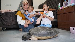 DRAMA  KURAKURA BESAR LEPAS 🐢 MASUK KAMAR SALSA  Salsa and Family [upl. by Aeriela881]