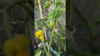 My Rooftop garden shorts garden rooftopgarden tomato [upl. by Rosmunda748]