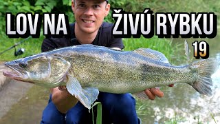 Lov na rybku 🎣 Zubáča Candáta a Šťuky Štiky na živú rybku 19 🌞🐋 Rybárske Videá s Demexom [upl. by Eulaliah]