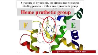 Biochemistry Hemoglobin Myoglobin tutorial [upl. by Adina422]