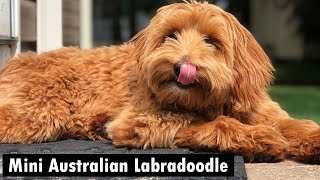 Mini Australian Labradoodle – The Cutest Doodle Out There  Labradoodle Breeds [upl. by Marshall830]