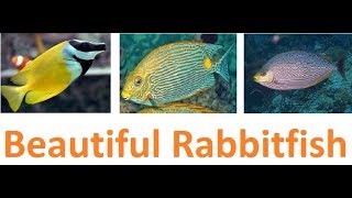 Six Beautiful Rabbitfish For Saltwater Aquarium [upl. by Kresic924]