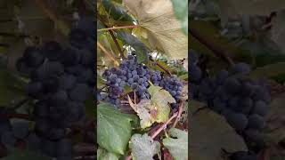 Grapes orchard grape newyork farm [upl. by Nonregla]