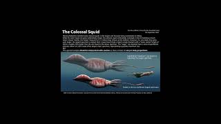 Colossal versus Giant Squid [upl. by Nyvar33]