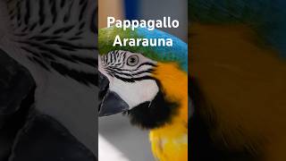 Il meraviglioso pappagallo Ararauna [upl. by Diraj814]