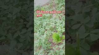 20 din me palak muli ka result gardening viralvideo [upl. by Yboj]