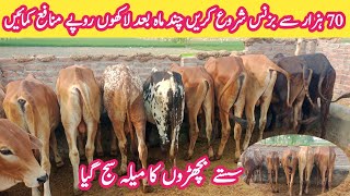 Great Offer  Low Investment Business 2025  Wacha Farming In Pakistan  Bilal Cattle Farm Okara [upl. by Sihun]