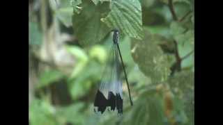 Helicopter Damselfly Worlds Largest Damselfly Perched By Sayre Nature [upl. by Leval152]