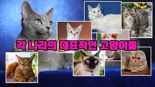 각 나라의 대표적인 묘종들 고양이들의 원산지 [upl. by Akinert653]