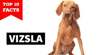 Vizsla  Top 10 Facts [upl. by Oralie]