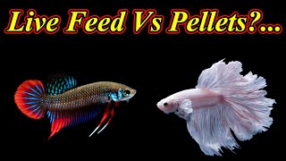 Betta மீனிற்கு எந்த உணவு கொடுக்கலாம் Which Is Best Live Feed Vs Pellets  Fish Aquarium Tamil [upl. by Llener673]