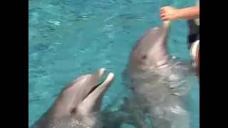 Dolphins do tricks [upl. by Airekat589]