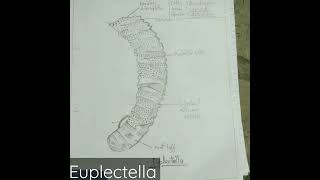 Euplectella  classification  genral character  with diagram  shorts shortsvedio viral [upl. by Rosalba315]