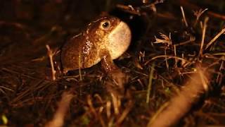 Natterjack Toad Epidalea calamita calling [upl. by Limhaj]