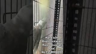 Paid cockatiel hand tem Rajkot Gujarat rajkot birds [upl. by Dudley664]