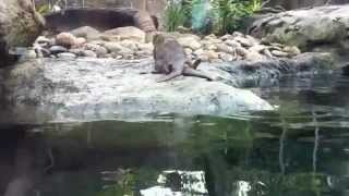 Otters Mating wLive Commentary [upl. by Ddat]