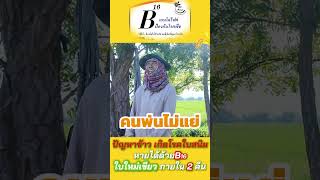 โรคใบแดงในข้าว แก้ได้ด้วยB16 shortvideo B16 ดินเกื้อลกูล [upl. by Margarida]