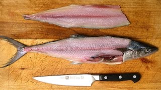 How to Fillet a Fish [upl. by Ayanaj510]