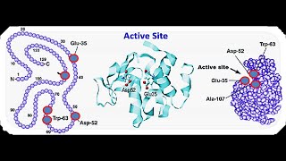 Lecture 3 Enzyme Active Site [upl. by Frisse]