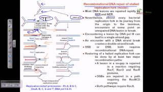 Recombinational repair of stalled replication fork [upl. by Enneirb]