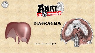 Diafragma Proyecto ANATO EN 10 MINUTOS [upl. by Manly]