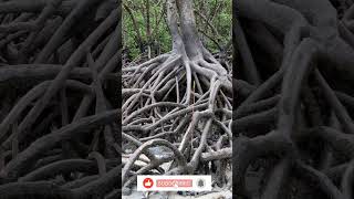 What are mangrove forest facts nature geoscientist mangrove [upl. by Assyli]